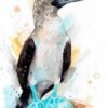 Blue-footed Booby watercolor painting print by Slaveika Aladjova