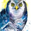 Northern hawk owl watercolor painting print by Slaveika Aladjova Northern hawk owl watercolor painting print by Slaveika Aladjova