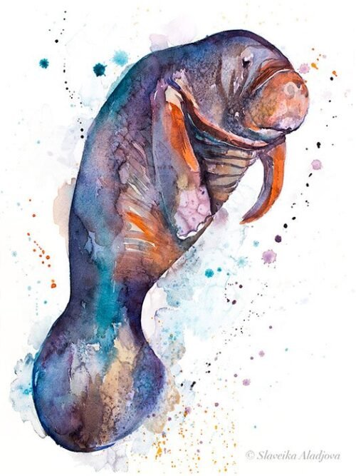 Manatee watercolor painting print by Slaveika Aladjova