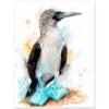 Blue-footed Booby watercolor painting print by Slaveika Aladjova