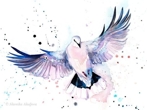 Dove