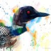 Great northern diver