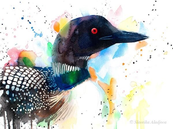 Great northern diver