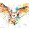 Barn owl in flight Barn owl in flight