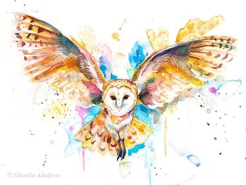 Barn owl in flight