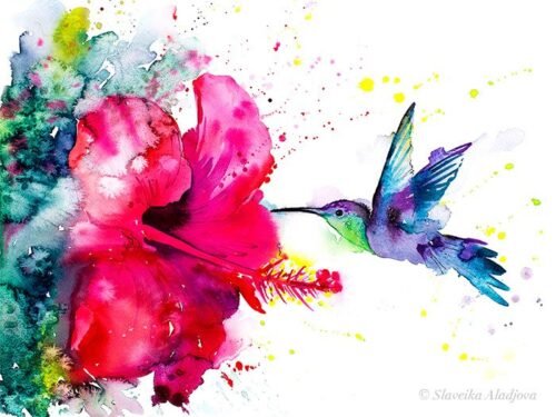 Violetear Hummingbird