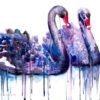 Black swan Black swan