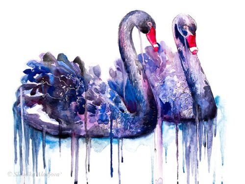Black swan