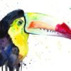 Keel-Billed Toucan