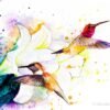 Hummingbirds Hummingbirds