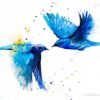 Mountain bluebird