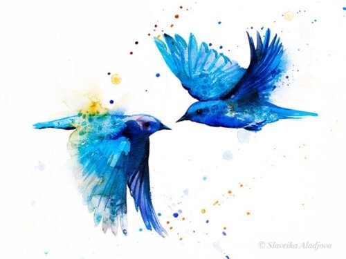 Mountain bluebird