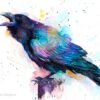 Raven Raven
