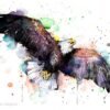 Bald Eagle Bald Eagle
