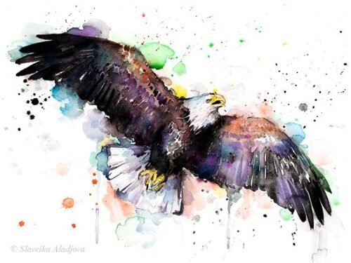 Bald Eagle
