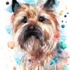 Cairn Terrier color
