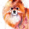 Pomeranian