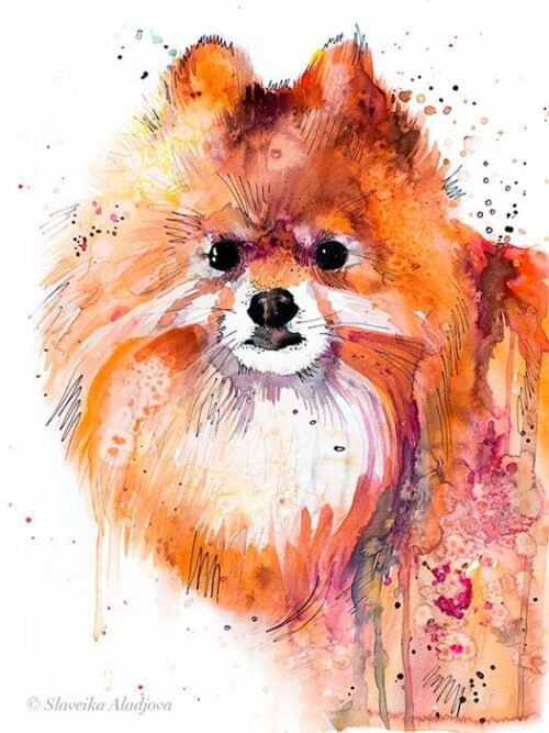 Pomeranian