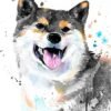 Black And Tan Shiba Inu