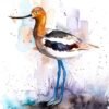 American Avocet