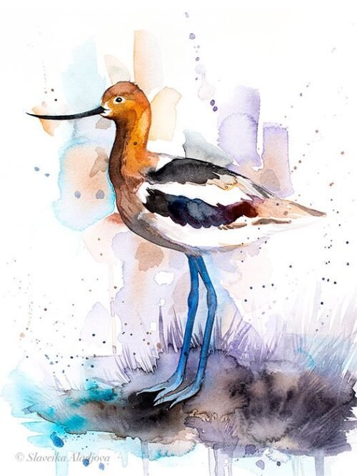 American Avocet