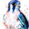 American Kestrel