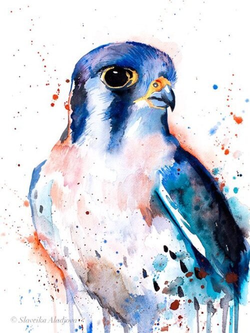American Kestrel