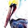 Brown pelican
