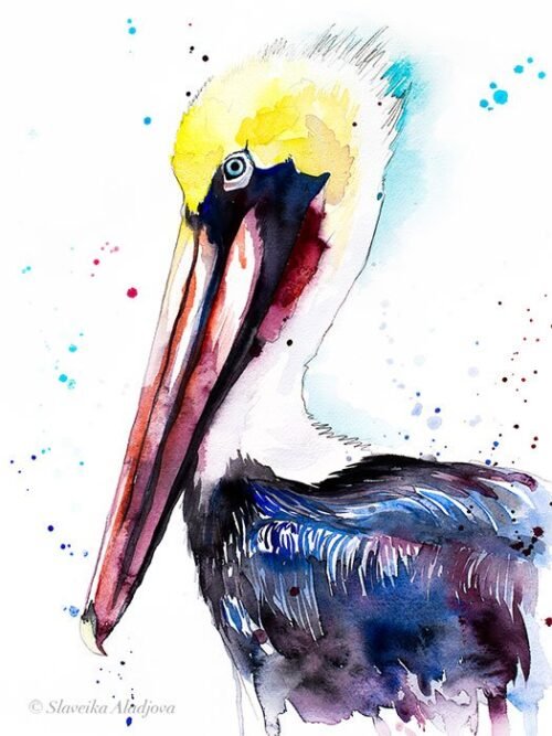 Brown pelican