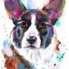 Cardigan Welsh Corgi