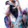 Cinereous vulture, Eurasian black vulture Cinereous vulture, Eurasian black vulture