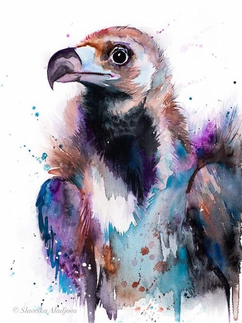 Cinereous vulture, Eurasian black vulture