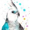 Cockatiel parrot