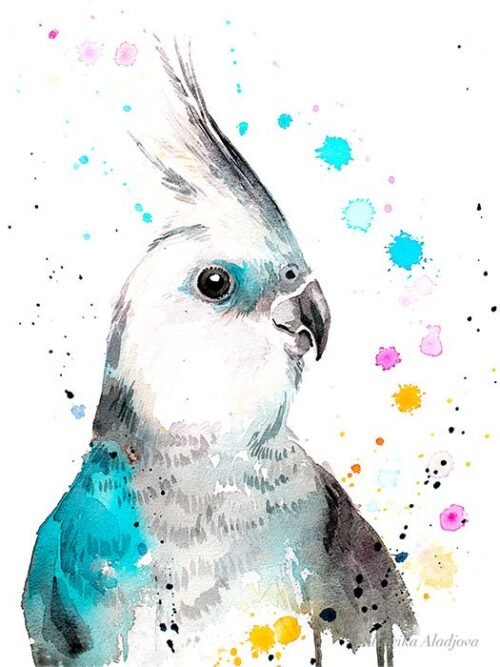 Cockatiel parrot