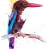 White-throated Kingfisher White-throated Kingfisher
