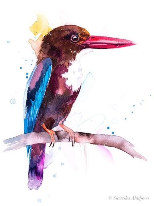 White-throated Kingfisher