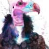 White-headed vulture