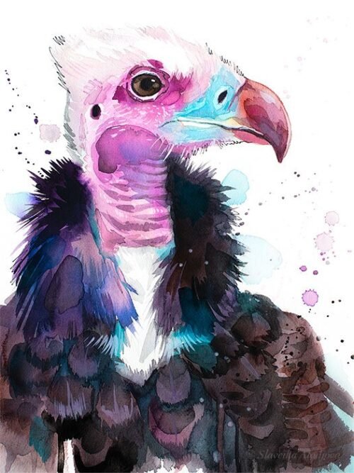 White-headed vulture