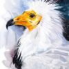 Egyptian Vulture, Old World Vulture, White Scavenger Vulture Egyptian Vulture, Old World Vulture, White Scavenger Vulture