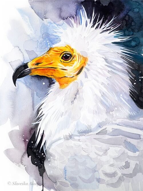 Egyptian Vulture, Old World Vulture, White Scavenger Vulture