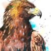 Bald Eagle Bald Eagle