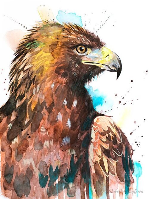 Bald Eagle