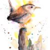 Wren