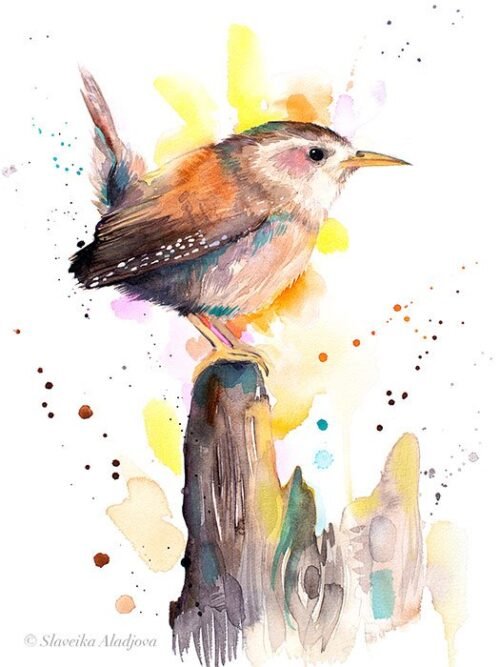 Wren