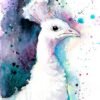 White Peacock