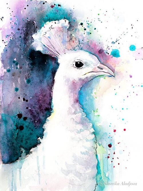 White Peacock