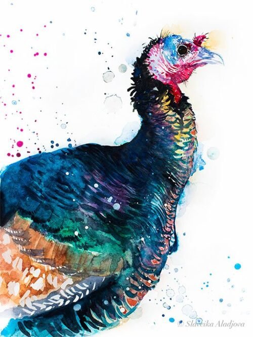 Turkey bird