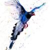 Taiwan Blue Magpie Taiwan Blue Magpie