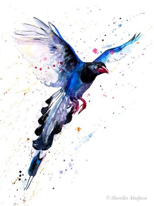 Taiwan Blue Magpie