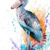Shoebill